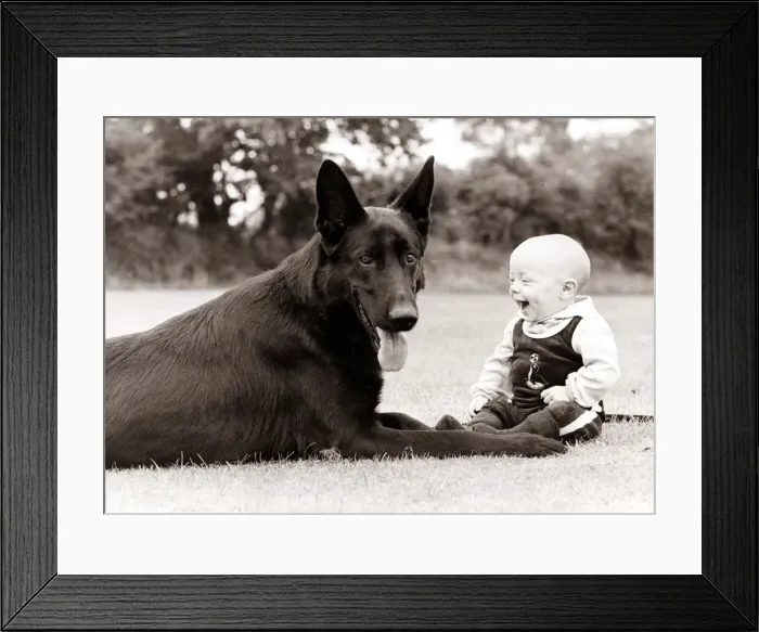 Framed Print : a baby laughs at his canine companion Framed Print : a baby laughs at his canine companion