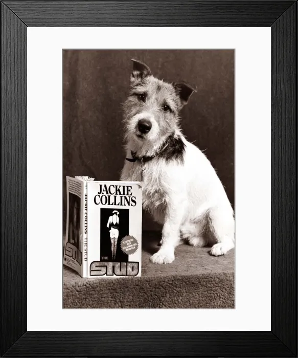 Framed Print : A Jack Russell Dog reading a Jackie Collins book looking confused Framed Print : A Jack Russell Dog reading a Jackie Collins book looking confused