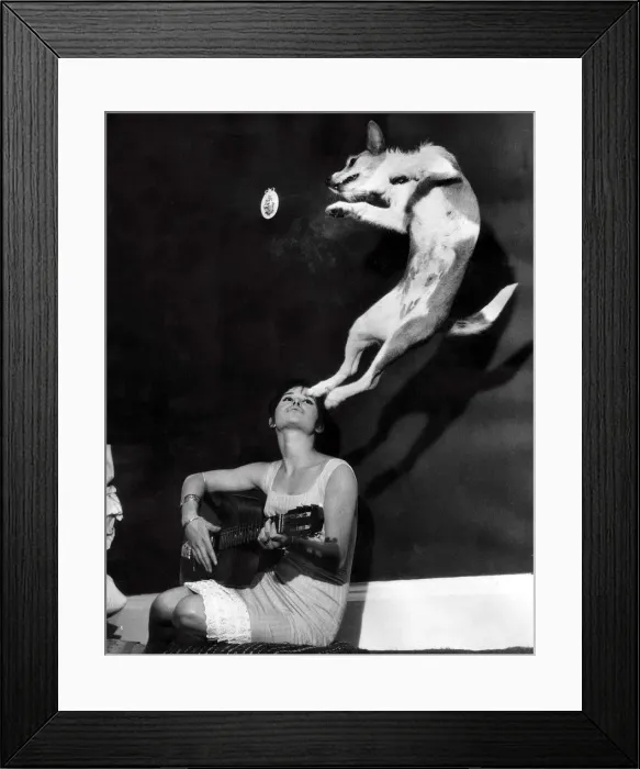 Framed Print : Judy is a dog who enjoys doing doggie twists when her mistress Valerie Galbraith plays Framed Print : Judy is a dog who enjoys doing doggie twists when her mistress Valerie Galbraith plays