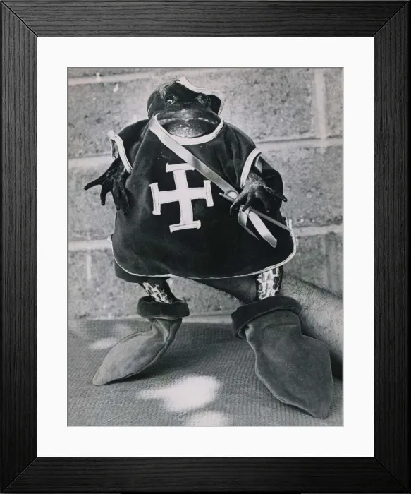 Framed Print : A toad dressed up in knights clothing - a true Prince Charming Framed Print : A toad dressed up in knights clothing - a true Prince Charming