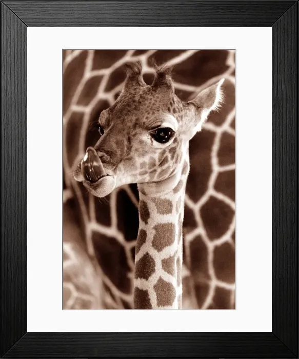 Framed Print : A baby giraffe circa 1995 Framed Print : A baby giraffe circa 1995