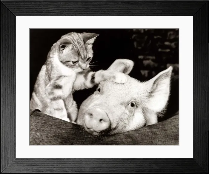 Framed Print : Pinky the pig playing with Fluff the kitten after shooting a television commercial Framed Print : Pinky the pig playing with Fluff the kitten after shooting a television commercial