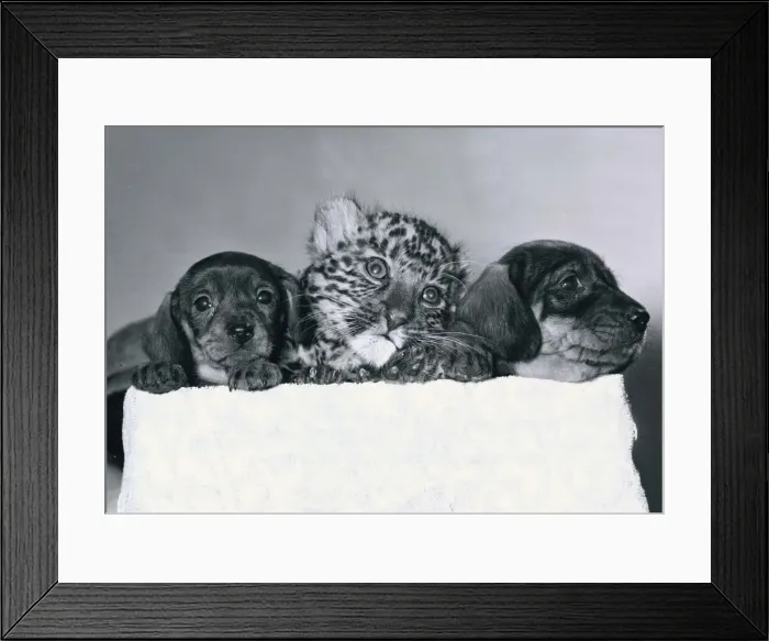 Framed Print : Anne the Leopard cub rejected by her mother at the Southern Tiger Park in Warwickshire
