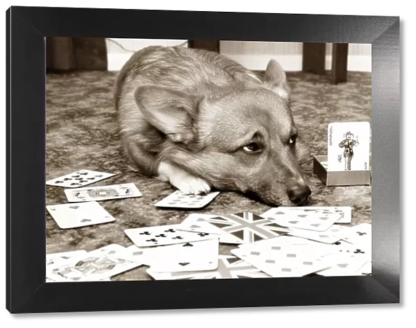 Dog playing cards looking sad with the joker card next to him