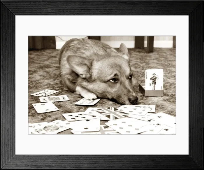 Framed Print : Dog playing cards looking sad with the joker card next to him Framed Print : Dog playing cards looking sad with the joker card next to him