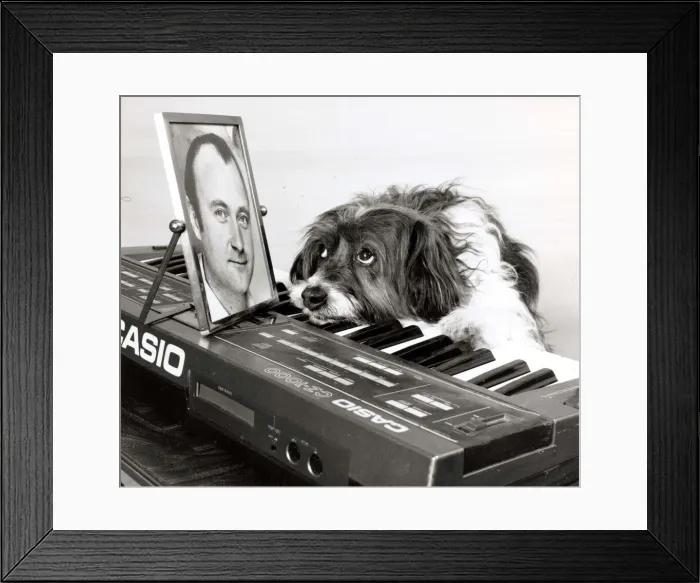 Framed Print : Pippin the dog playing the keyboard with a picture of Phil Collins for inspiration Framed Print : Pippin the dog playing the keyboard with a picture of Phil Collins for inspiration