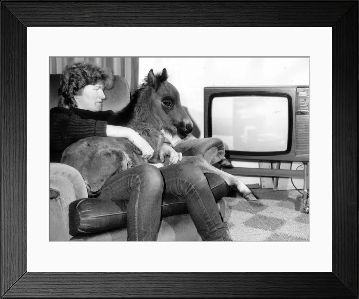 Framed Print : Dudley the six week old foal is settling down happily with his friend Karen Stagnell