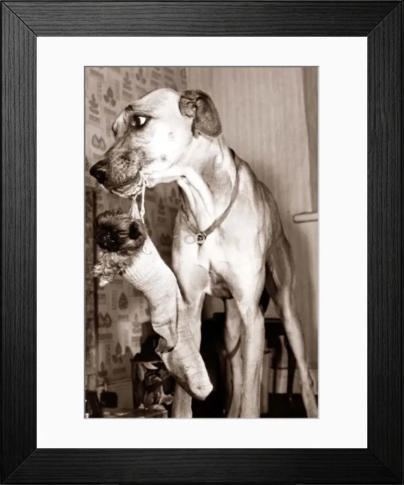 Framed Print : A terrier puppy being carried in a sock / stocking by another dog Framed Print : A terrier puppy being carried in a sock / stocking by another dog