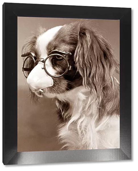 King Charles Cavalier Spaniel wearing comedy glasses with a plastic nose