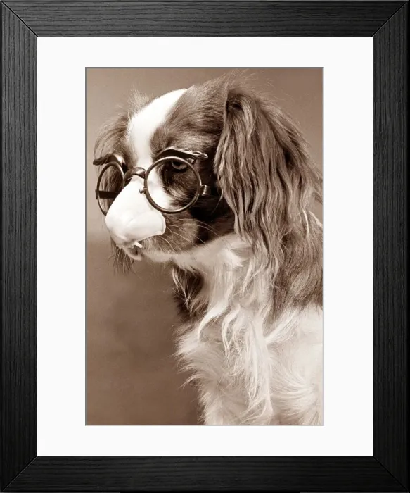 Framed Print : King Charles Cavalier Spaniel wearing comedy glasses with a plastic nose Framed Print : King Charles Cavalier Spaniel wearing comedy glasses with a plastic nose