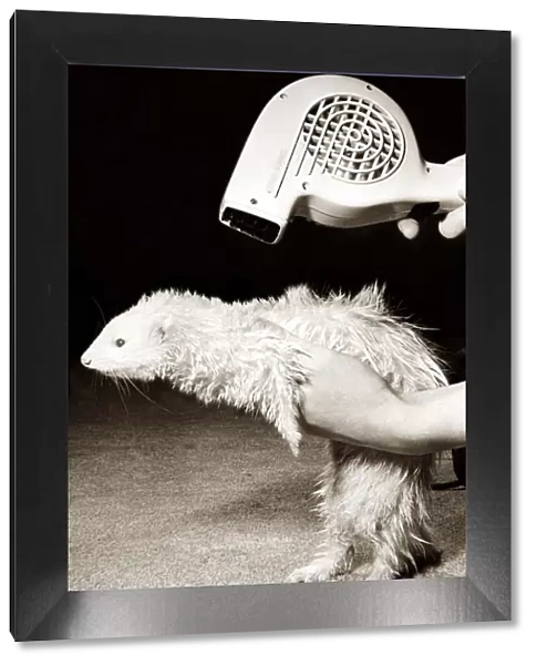 After having a bath, a ferret has his coat blow dried with a hairdryer circa 1980