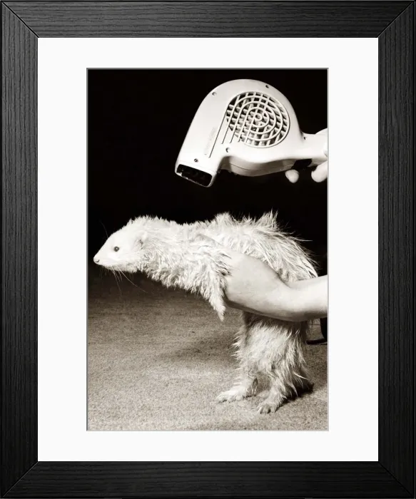 Framed Print : After having a bath, a ferret has his coat blow dried with a hairdryer circa 1980