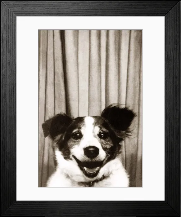 Framed Print : Mick the Collie Terrier - February 1974 smiles for the camera Framed Print : Mick the Collie Terrier - February 1974 smiles for the camera