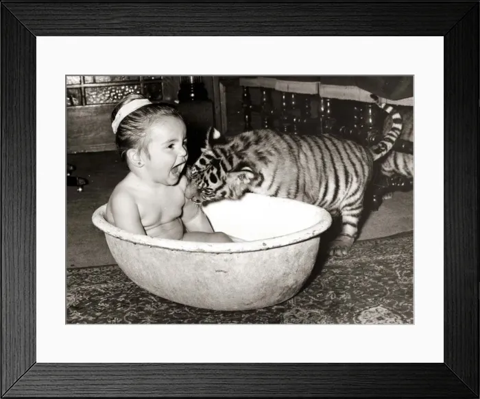 Framed Print : Bath time! This tiger cub helps bathe his little friend Framed Print : Bath time! This tiger cub helps bathe his little friend