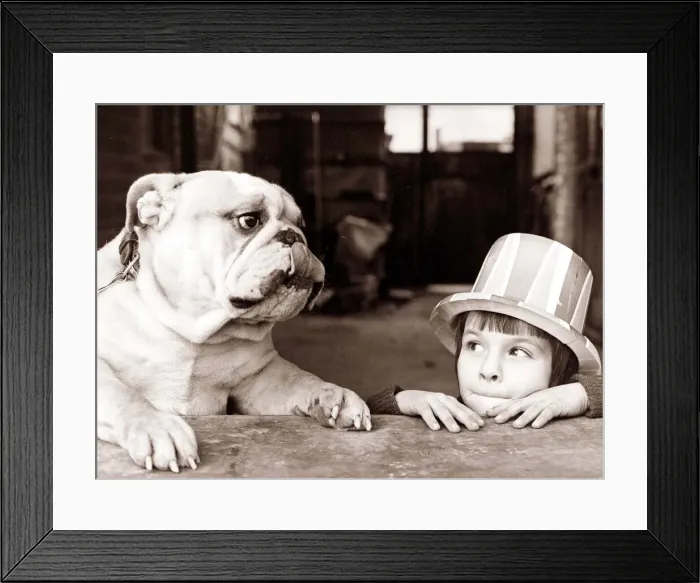 Framed Print : A British Bulldog and a young boy wearing a hat looking curiously at each other