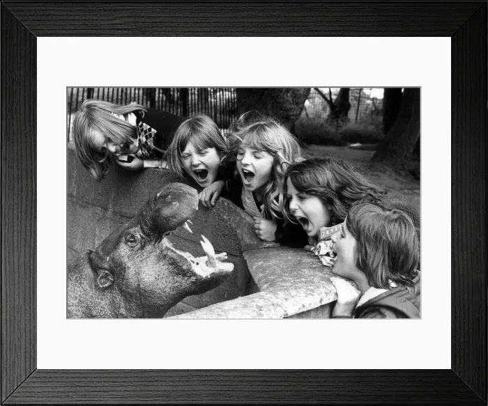Framed Print : When Maxie laughs, everybody laughs. Maxie the pygmy Hippo is one of the favourites of Framed Print : When Maxie laughs, everybody laughs. Maxie the pygmy Hippo is one of the favourites of