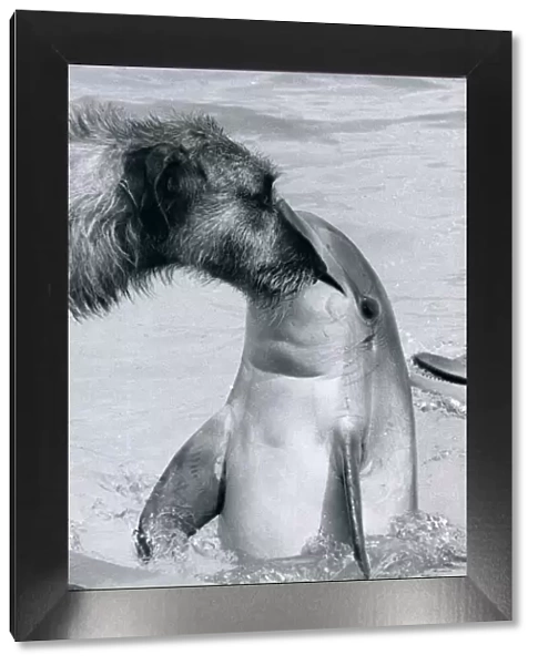 Animals Dogs Irish Wolvehound Mammals Dolphins O