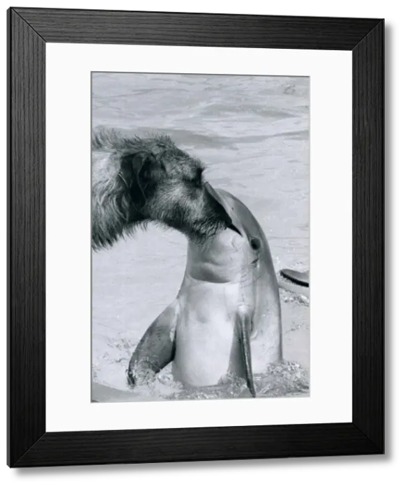 Framed Print : Animals Dogs Irish Wolvehound Mammals Dolphins O Framed Print : Animals Dogs Irish Wolvehound Mammals Dolphins O