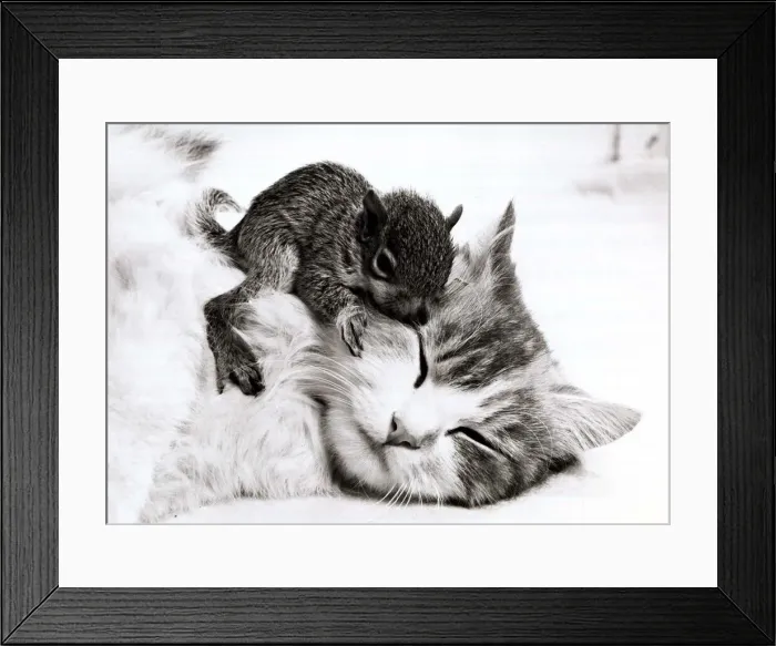 Framed Print : Susie the cat with her newly adopted orphaned baby squirrel at her home in Allenton Framed Print : Susie the cat with her newly adopted orphaned baby squirrel at her home in Allenton