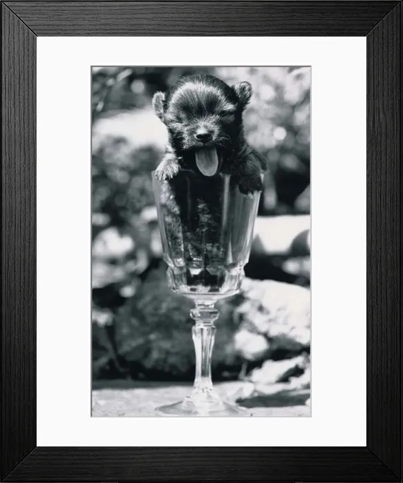 Framed Print : Cute Chihuahua puppy in a wine glass May 1984 Framed Print : Cute Chihuahua puppy in a wine glass May 1984