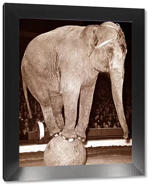 An elephant balances on a large ball as part of a circus act