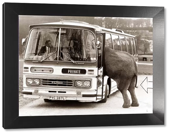 An elephant attempts to baord a bus  /  coach
