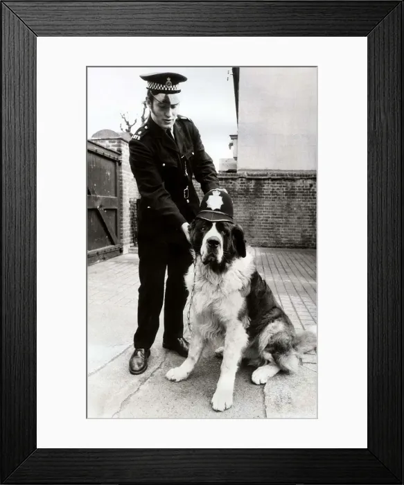Framed Print : A lost property item at Harlesden Police station, A St. Bernard dog wearing a coppers Framed Print : A lost property item at Harlesden Police station, A St. Bernard dog wearing a coppers