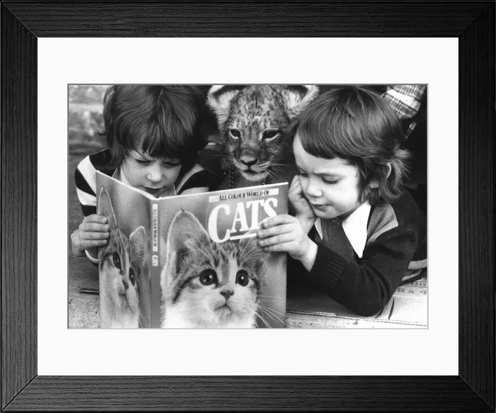 Framed Print : Mark and Adam Wilde and their pet Lion, Leo look at a book on Cats Framed Print : Mark and Adam Wilde and their pet Lion, Leo look at a book on Cats
