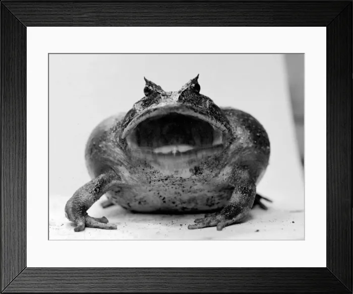 Framed Print : Amphibian Toad circa 1935 Framed Print : Amphibian Toad circa 1935