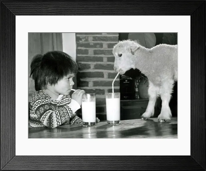 Framed Print : Orphan Limby is a little Lamb at feedtime, thanks to the example set by 3 year old James Framed Print : Orphan Limby is a little Lamb at feedtime, thanks to the example set by 3 year old James