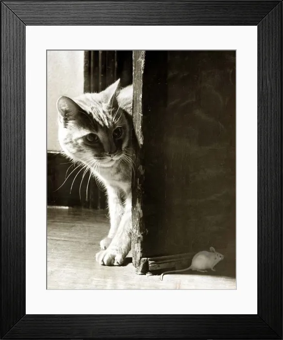 Framed Print : A Cat and a Mouse - December 1949 Framed Print : A Cat and a Mouse - December 1949