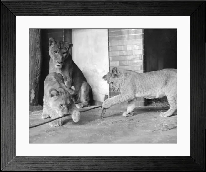 Framed Print : A Lioness watches her two cubs plays in the Lions enclosure in London Zoo circa