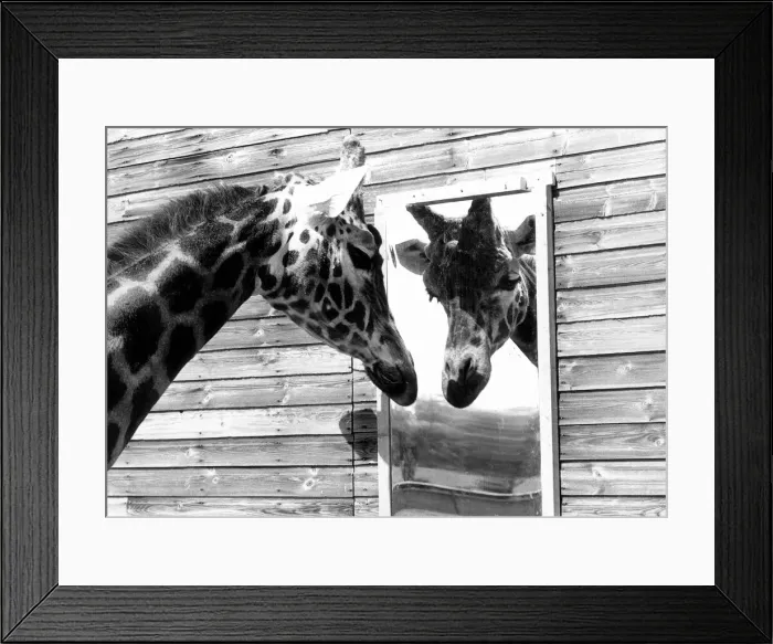 Framed Print : Maxi the Giraffe was lonely being on his own at Flamingo land wildlife park in Yorkshire Framed Print : Maxi the Giraffe was lonely being on his own at Flamingo land wildlife park in Yorkshire