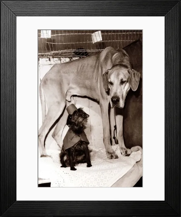 Framed Print : Little and Large - two dogs, one in a little hat and cape, standing together Framed Print : Little and Large - two dogs, one in a little hat and cape, standing together