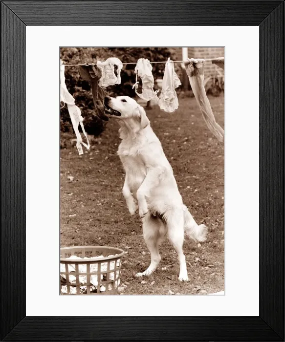 Framed Print : This labrador dog helps take in the washing Framed Print : This labrador dog helps take in the washing
