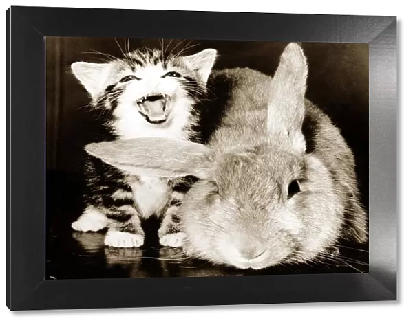 A tiny kitten and a large rabbit circa 1975