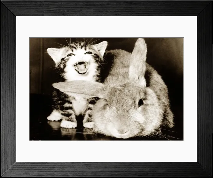 Framed Print : A tiny kitten and a large rabbit circa 1975