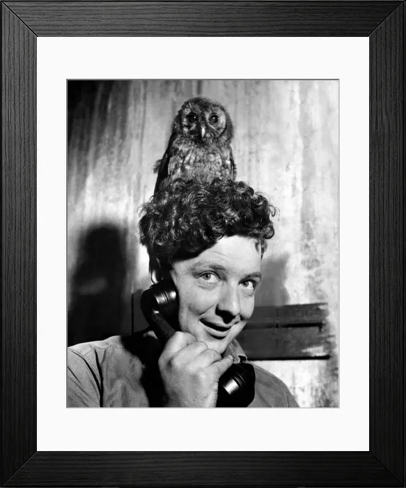 Framed Print : Mick, the owl, listens to every phone call that comes to the Cardiff garage of Mr Framed Print : Mick, the owl, listens to every phone call that comes to the Cardiff garage of Mr
