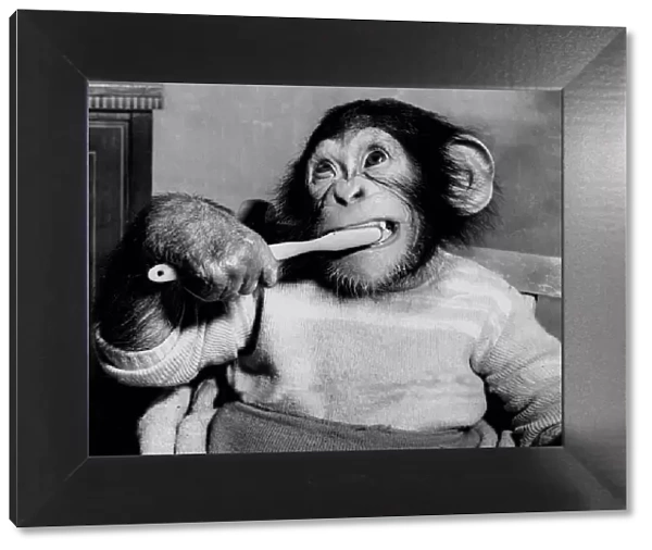 The 14-month-old chimp Pete is brushing his teeth. March 1951 1950s