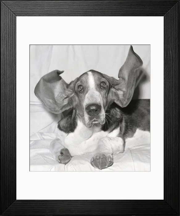 Framed Print : Bosun the Basset Hound seen here at the 1963 Crufts dog show February 1963