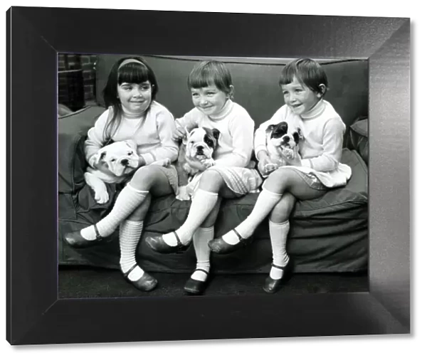 Children Animals Dogs Bulldogs Two sets of triplets