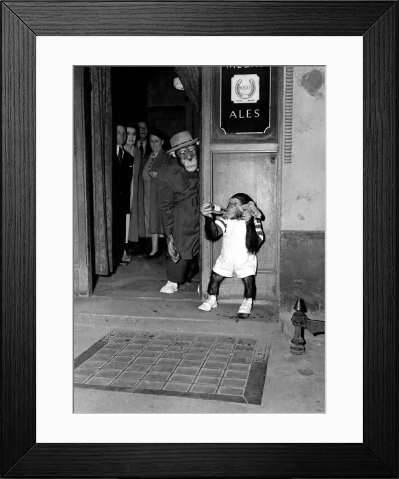 Framed Print : Daddy Chimp is surprised to find his son with a bottle of beer outside the pub Framed Print : Daddy Chimp is surprised to find his son with a bottle of beer outside the pub