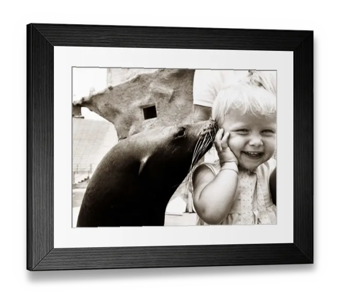 Framed Print : A sea lion gives a bashful little girl a kiss as she laughs Framed Print : A sea lion gives a bashful little girl a kiss as she laughs
