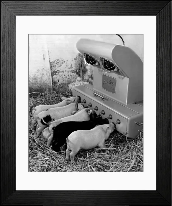 Framed Print : Piglet feeder, invented by Mr. Perry, a farmer. The young pigs suck milk through tents Framed Print : Piglet feeder, invented by Mr. Perry, a farmer. The young pigs suck milk through tents
