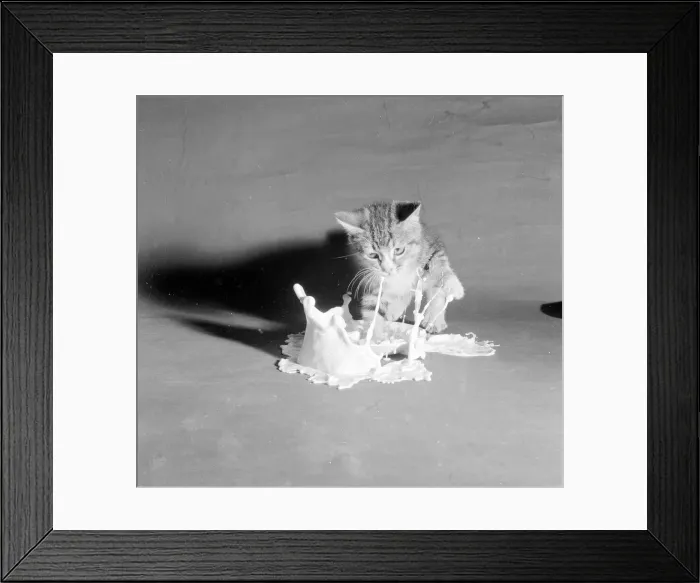 Framed Print : This kitten is falling into a saucer full of milk. July 1958 Framed Print : This kitten is falling into a saucer full of milk. July 1958