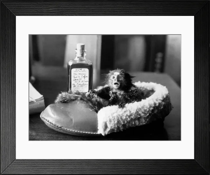 Framed Print : Animals Primates Monkeys Marmoset Tarzan the 1 year old Marmoset sits in his owners Framed Print : Animals Primates Monkeys Marmoset Tarzan the 1 year old Marmoset sits in his owners