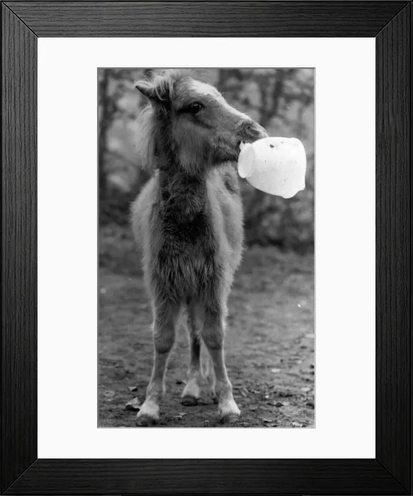 Framed Print : Lucky the foal plays with his favourite toy, a plastic jug Framed Print : Lucky the foal plays with his favourite toy, a plastic jug