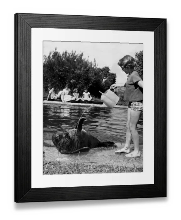 Framed Print : What a flippin way of keeping cool! But Atlanta, a one-year-old grey seal
