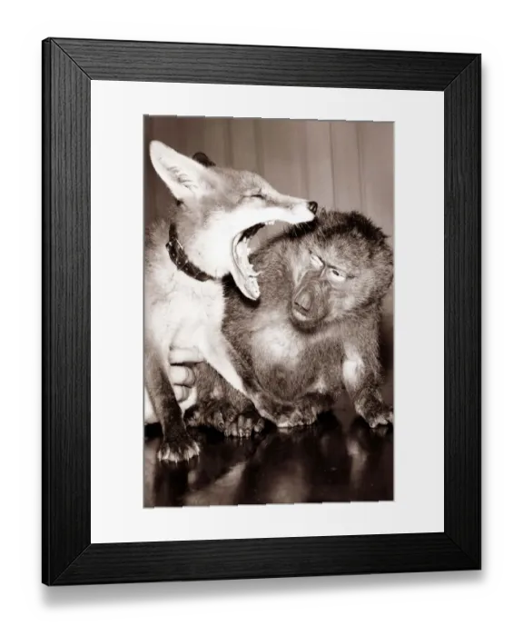 Framed Print : A monkey inspects his foxy friends mouth as he yawns
