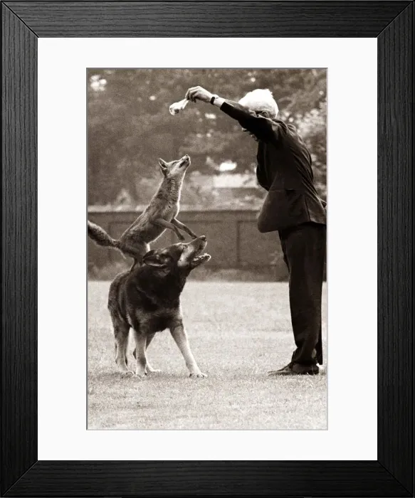 Framed Print : Teamwork - this dog is cheated out of a treat by a sly fox who uses his back as a Framed Print : Teamwork - this dog is cheated out of a treat by a sly fox who uses his back as a